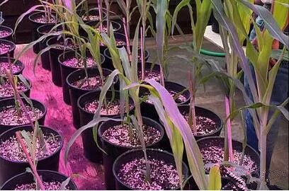 利用LED培育的玉米有何優(yōu)勢？美國農業(yè)部研究得